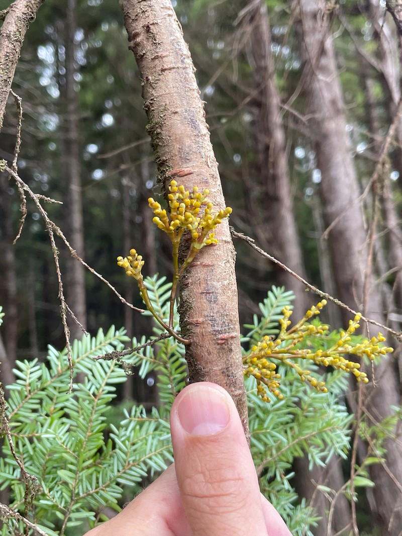 Hemlock Dwarf Mistletoe photo 8