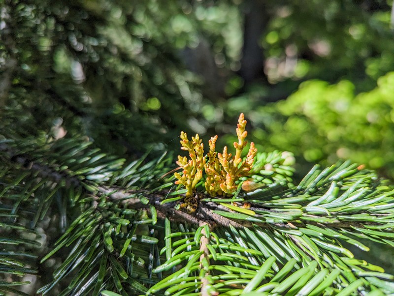 Arceuthobium tsugense subsp. amabilae