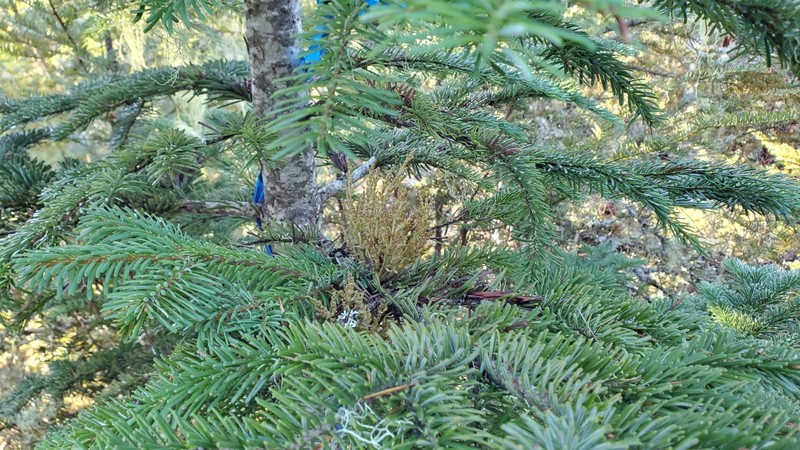 Arceuthobium tsugense subsp. amabilae photo 3