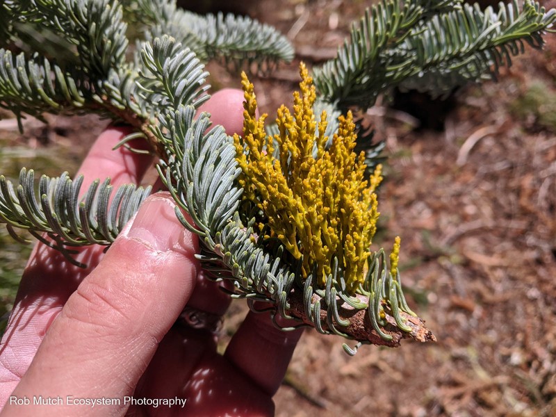 Arceuthobium tsugense subsp. amabilae photo 4