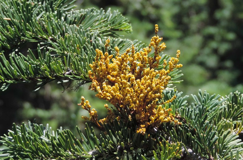 Arceuthobium tsugense subsp. amabilae photo 5