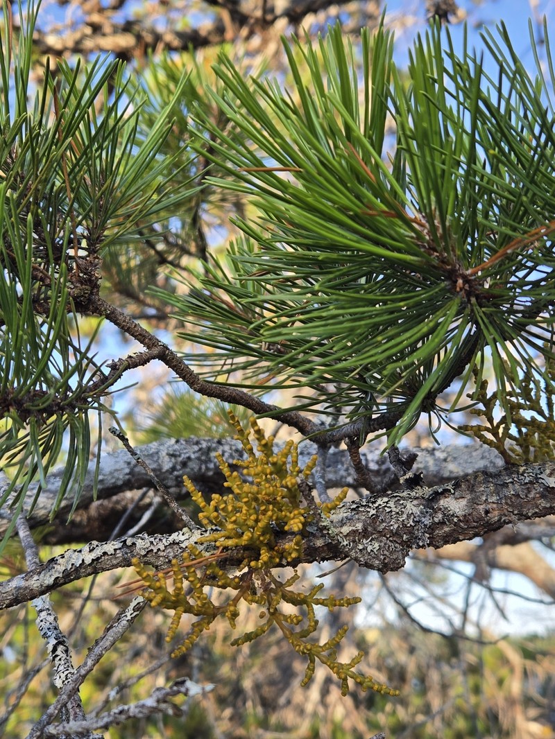Arceuthobium tsugense subsp. contortae