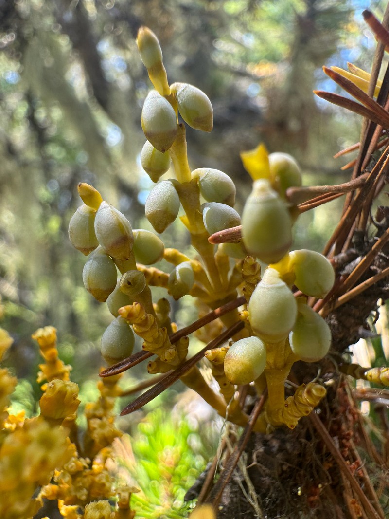 Arceuthobium tsugense subsp. contortae photo 2