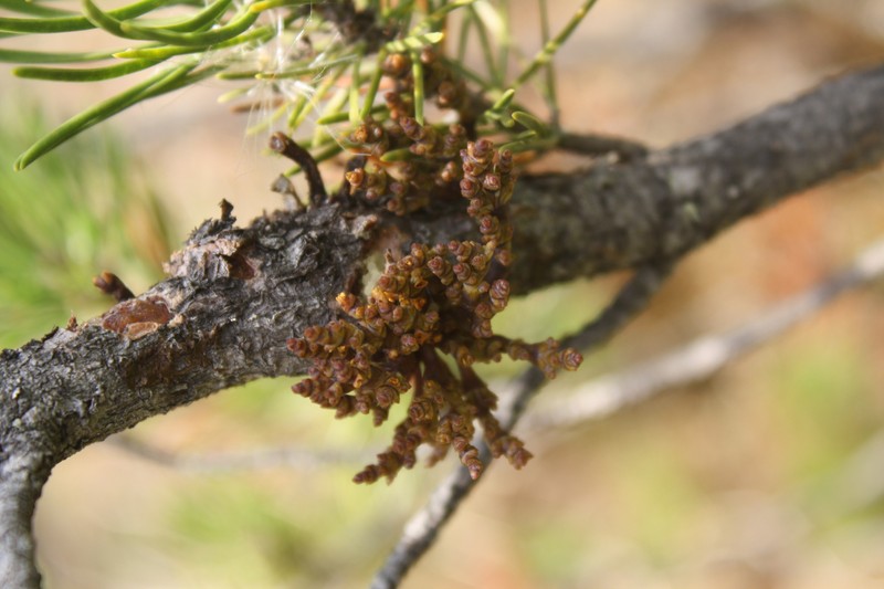 Arceuthobium tsugense subsp. contortae photo 3