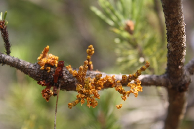 Arceuthobium tsugense subsp. contortae photo 4