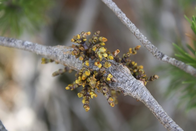 Arceuthobium tsugense subsp. contortae photo 5