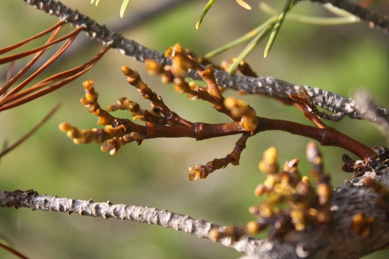 Arceuthobium tsugense subsp. contortae photo 6