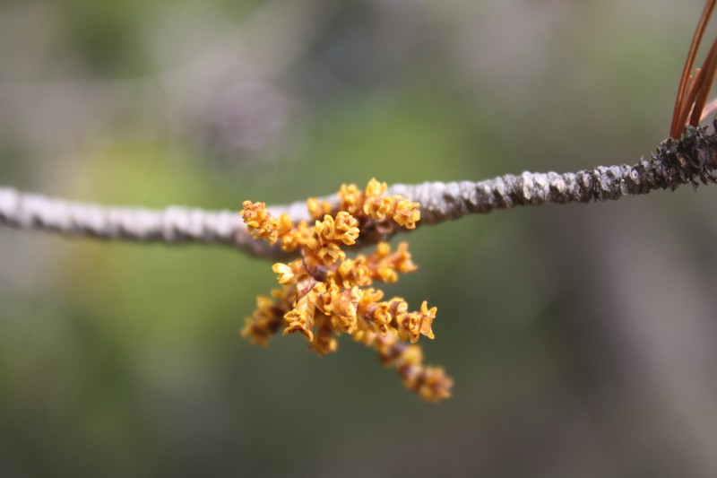 Arceuthobium tsugense subsp. contortae photo 7