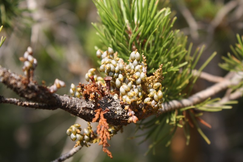 Arceuthobium tsugense subsp. contortae photo 8