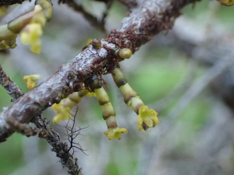 Arceuthobium tsugense subsp. mertensianae
