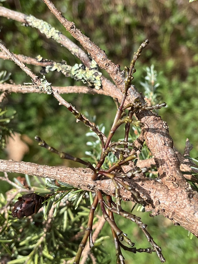 Arceuthobium tsugense subsp. tsugense