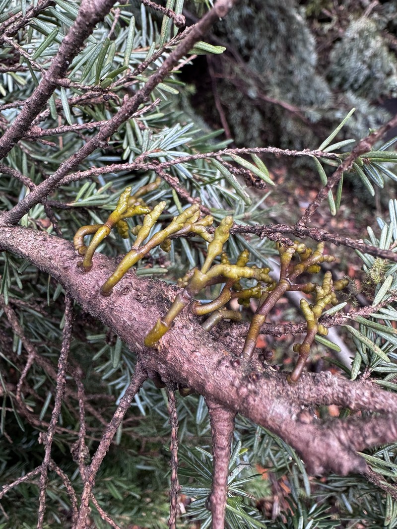 Arceuthobium tsugense subsp. tsugense photo 2