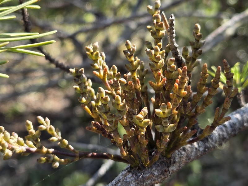 Arceuthobium tsugense subsp. tsugense photo 3