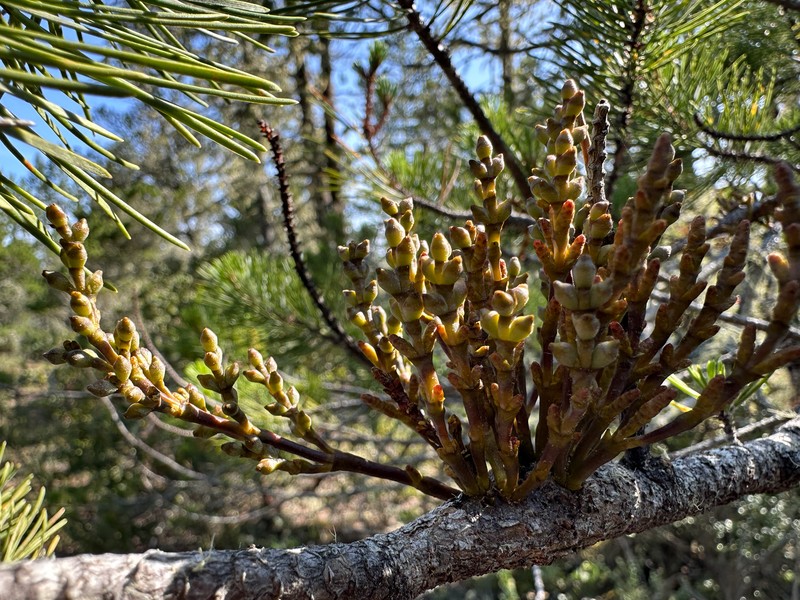 Arceuthobium tsugense subsp. tsugense photo 4