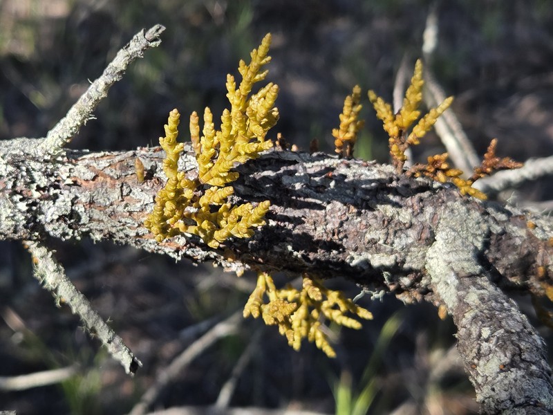 Arceuthobium tsugense subsp. tsugense photo 5