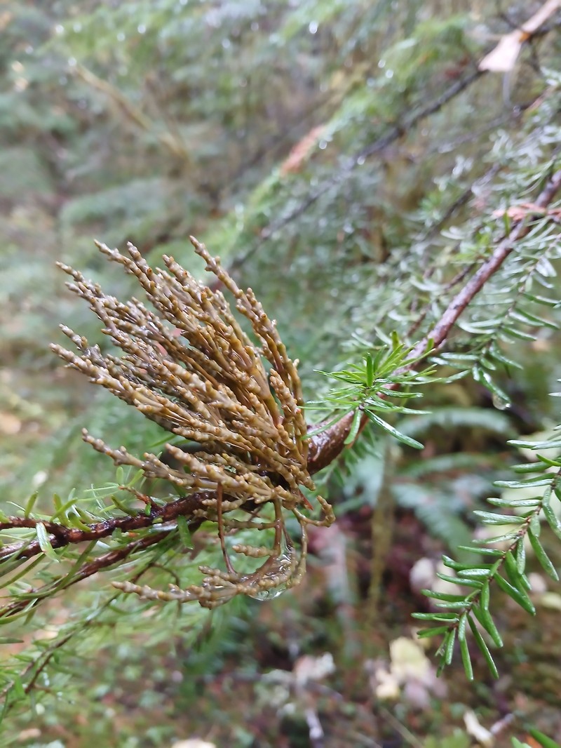 Arceuthobium tsugense subsp. tsugense photo 6