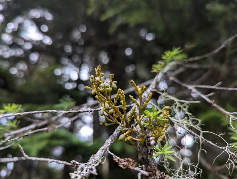 Arceuthobium tsugense subsp. tsugense photo 7
