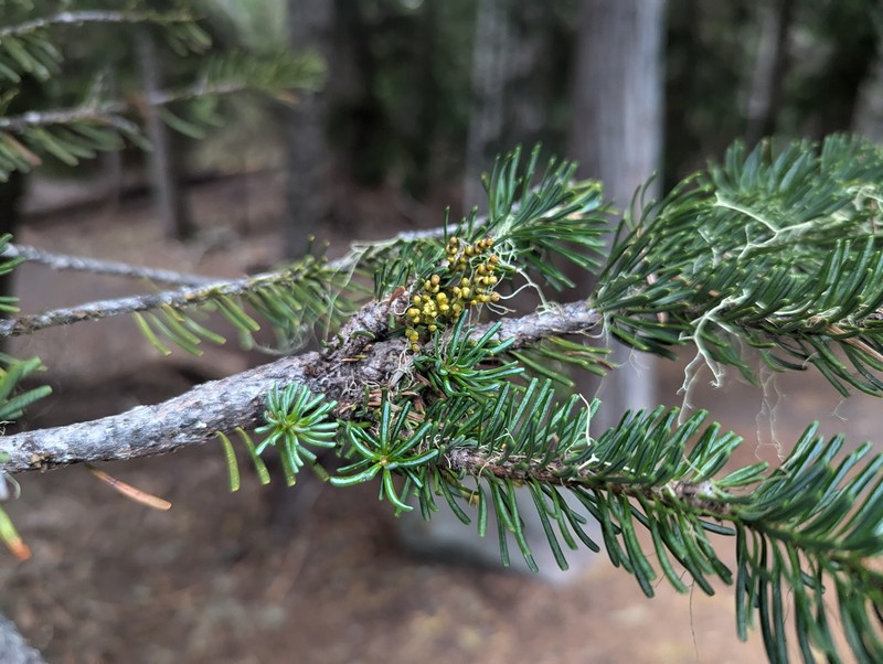 Arceuthobium tsugense subsp. tsugense photo 8