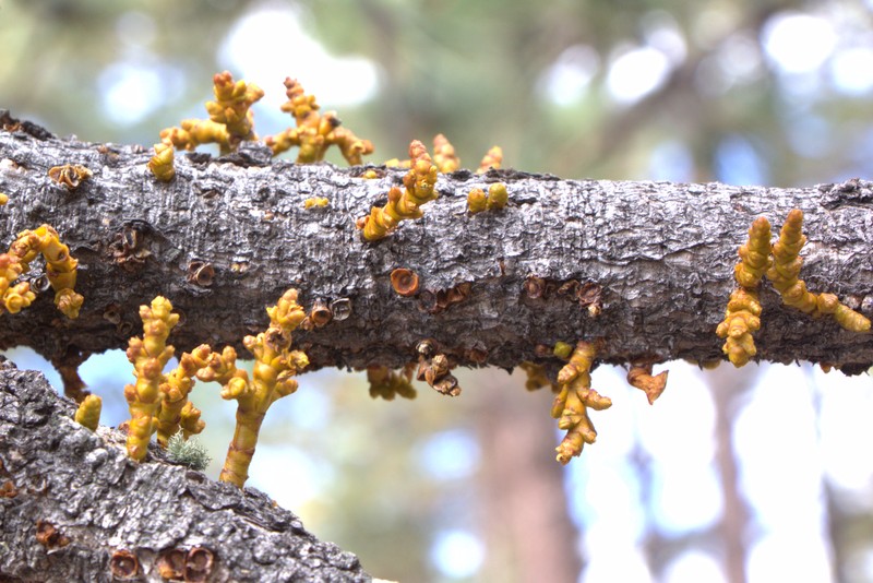 Pineland Dwarf Mistletoe