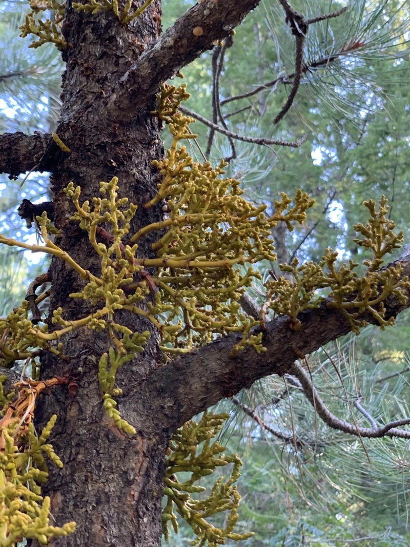 Pineland Dwarf Mistletoe photo 2