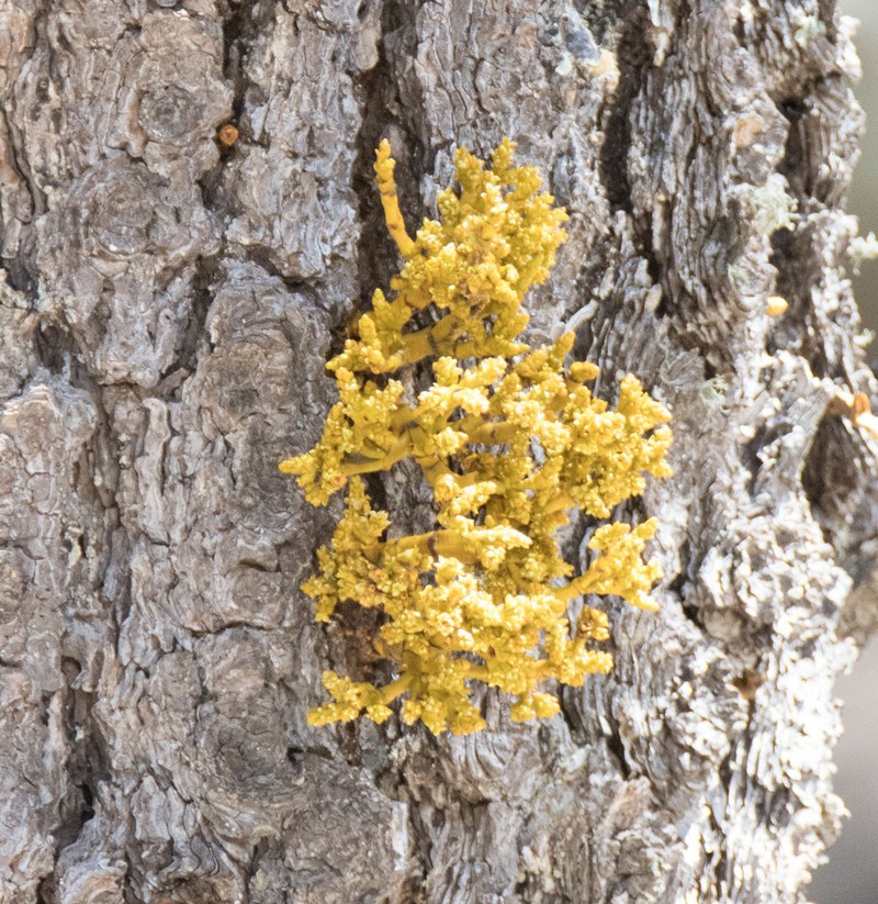 Pineland Dwarf Mistletoe photo 3