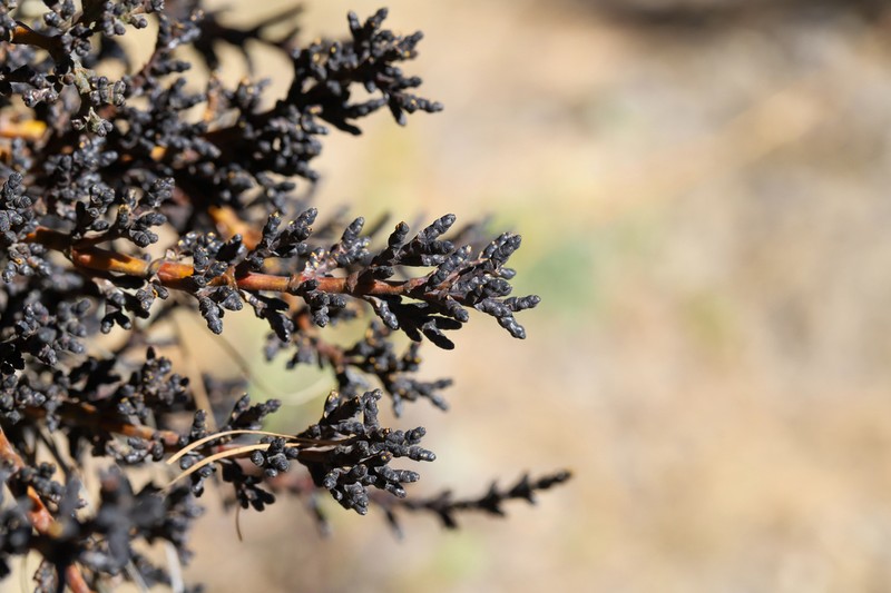 Pineland Dwarf Mistletoe photo 4