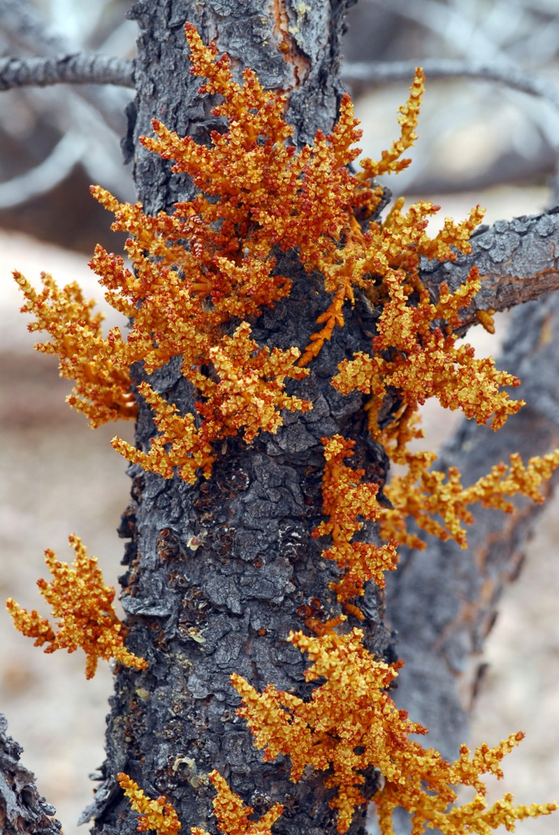 Pineland Dwarf Mistletoe photo 5