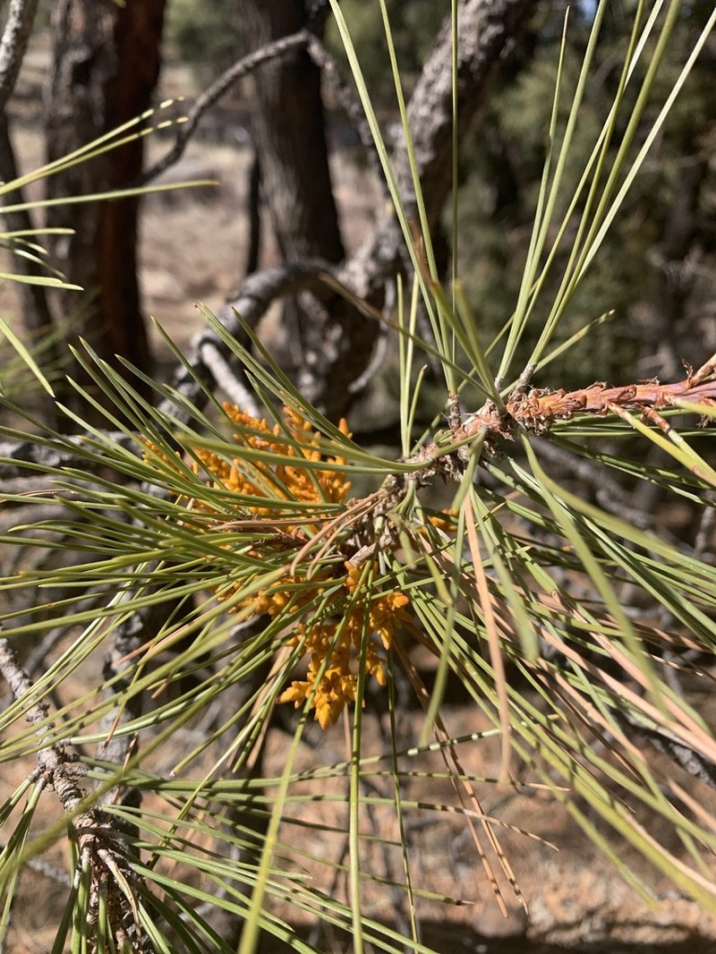 Pineland Dwarf Mistletoe photo 6