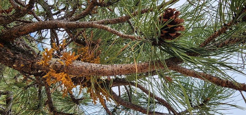 Pineland Dwarf Mistletoe photo 7