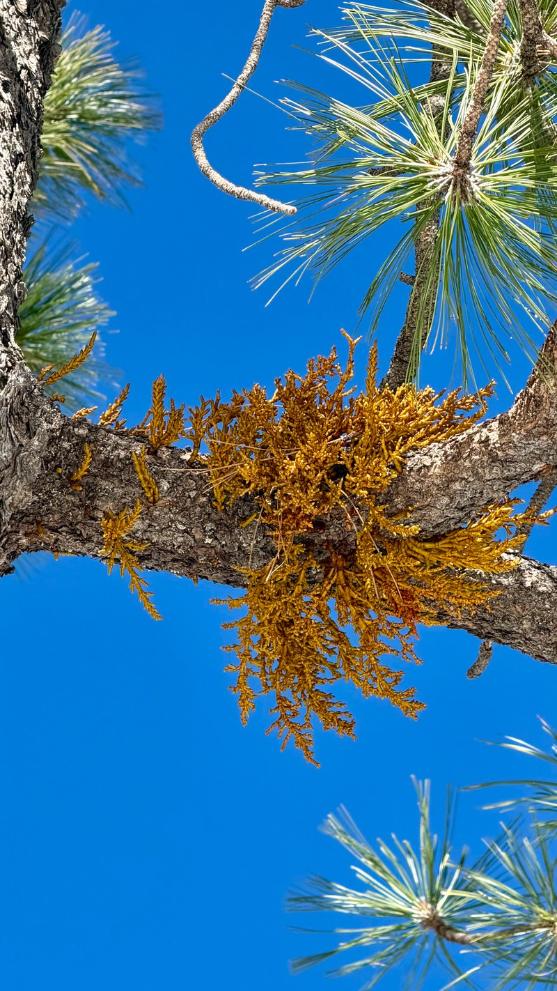 Arceuthobium vaginatum subsp. cryptopodum