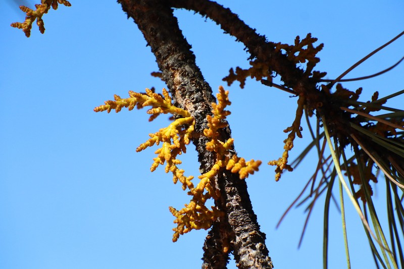Arceuthobium vaginatum subsp. cryptopodum photo 2