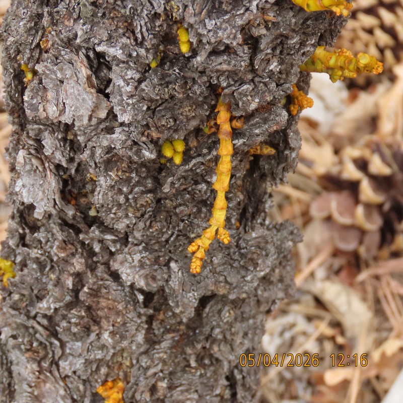 Arceuthobium vaginatum subsp. cryptopodum photo 3