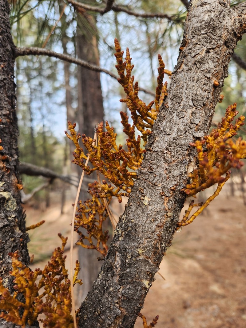 Arceuthobium vaginatum subsp. cryptopodum photo 4