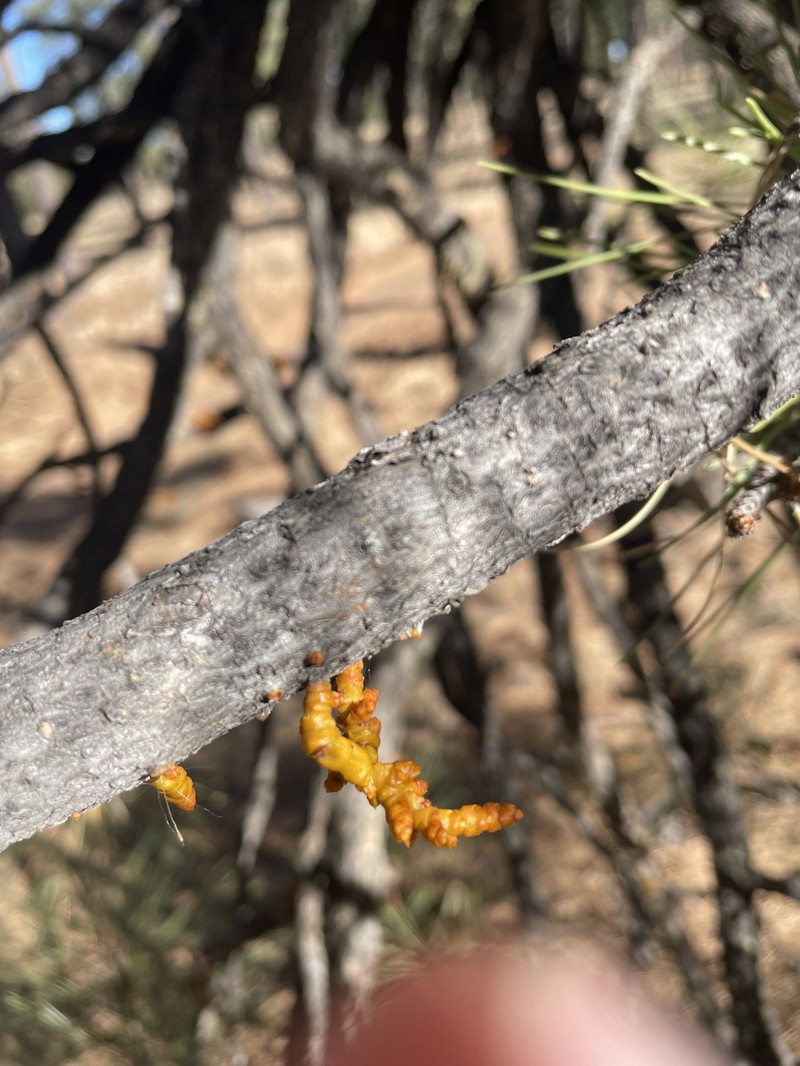 Arceuthobium vaginatum subsp. cryptopodum photo 5