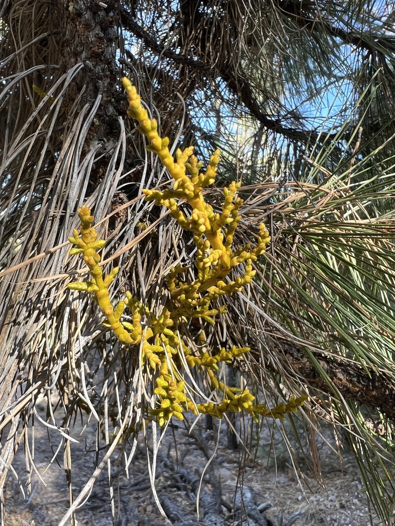 Arceuthobium vaginatum subsp. cryptopodum photo 7