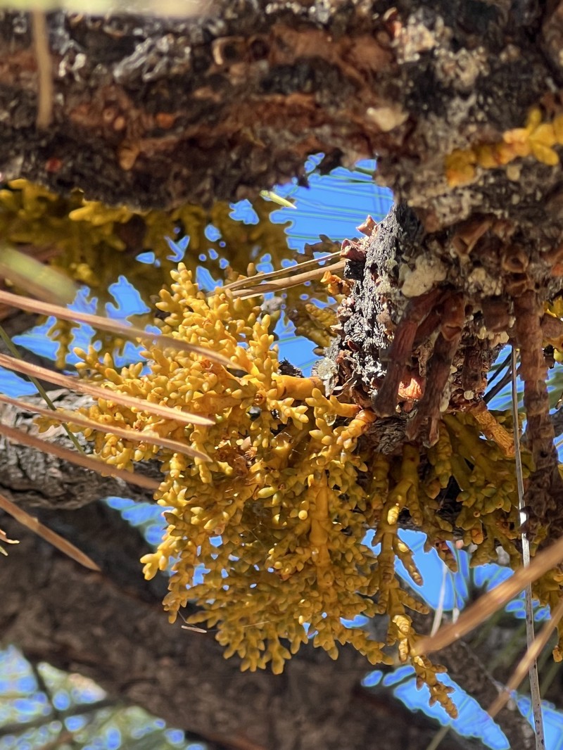 Arceuthobium vaginatum subsp. cryptopodum photo 8