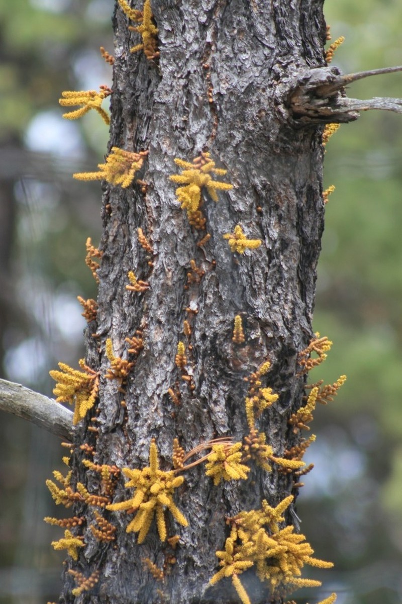 Arceuthobium verticilliflorum
