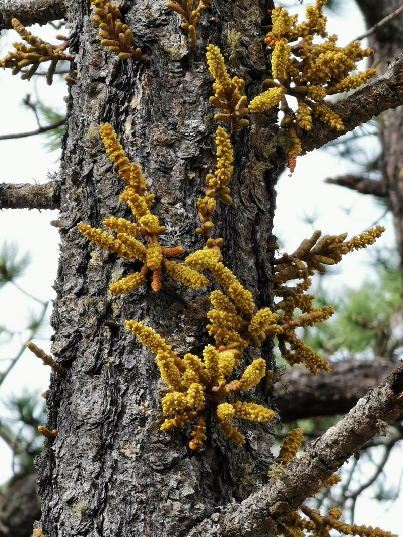 Arceuthobium verticilliflorum photo 2