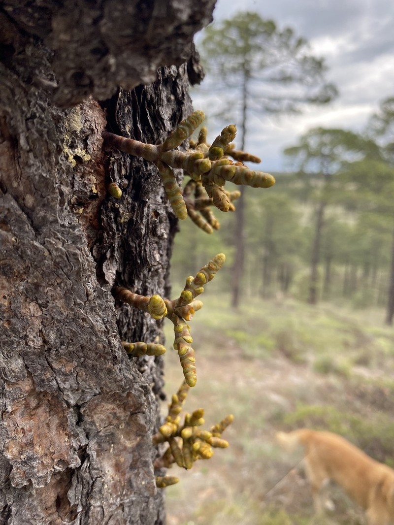 Arceuthobium verticilliflorum photo 3