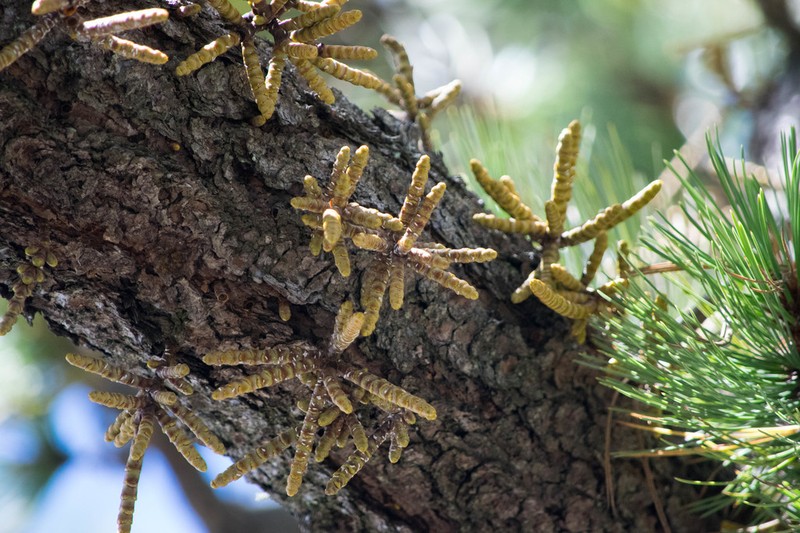 Arceuthobium verticilliflorum photo 4