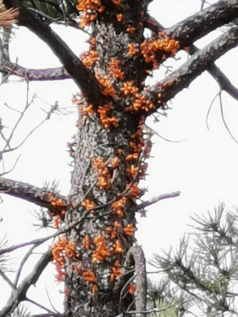 Arceuthobium verticilliflorum photo 5