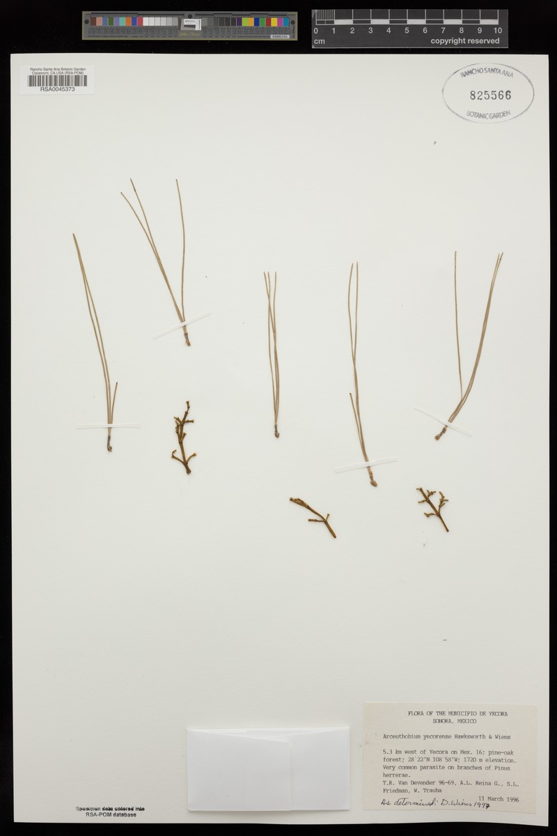 Arceuthobium yecorense