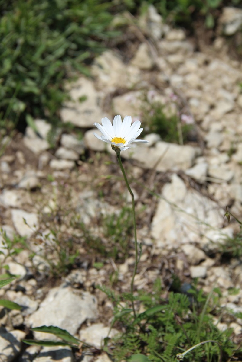 Archanthemis fruticulosa photo 2