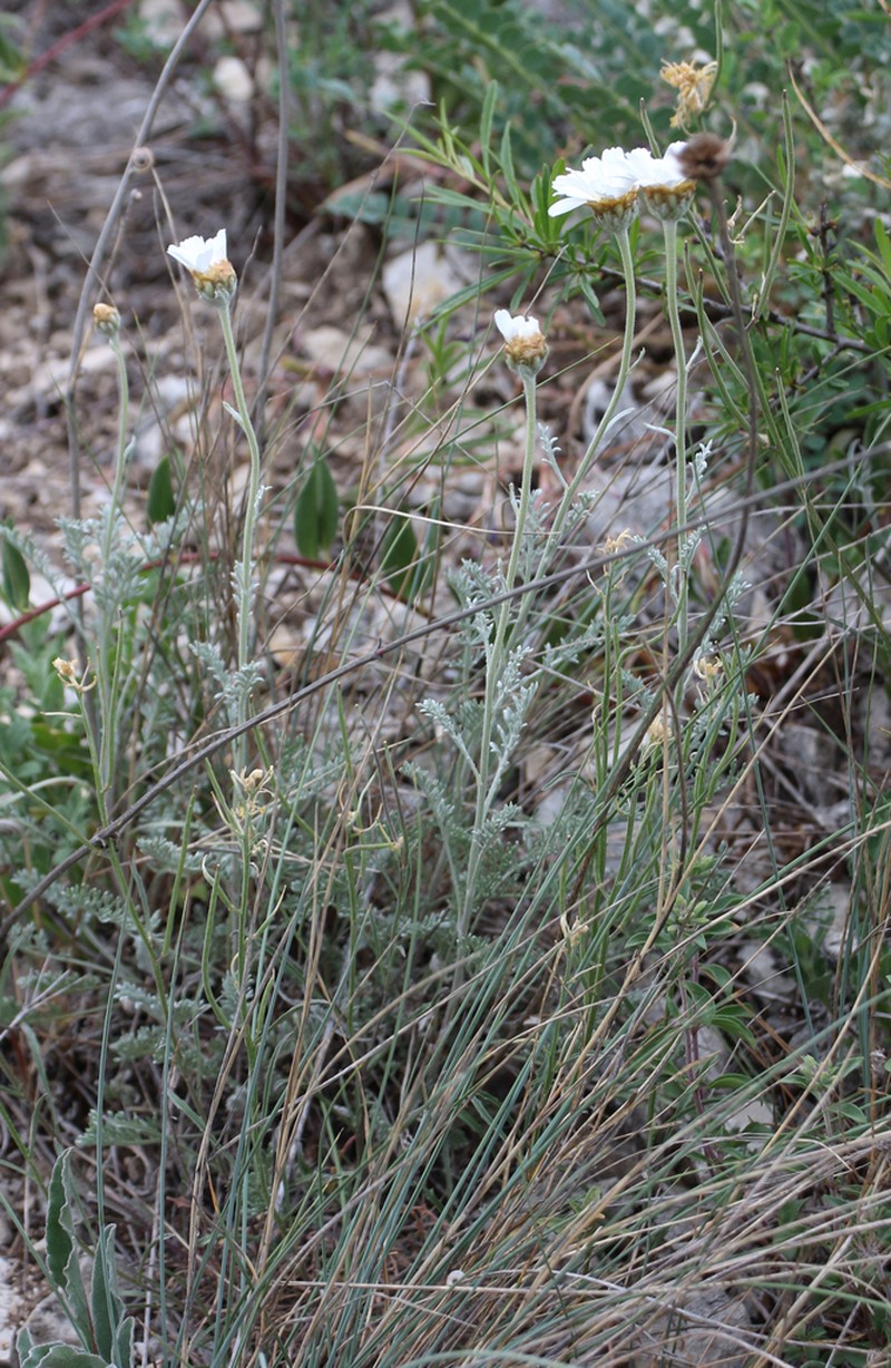 Archanthemis fruticulosa photo 5