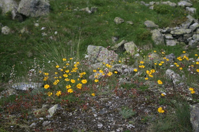 Archanthemis marschalliana subsp. marschalliana