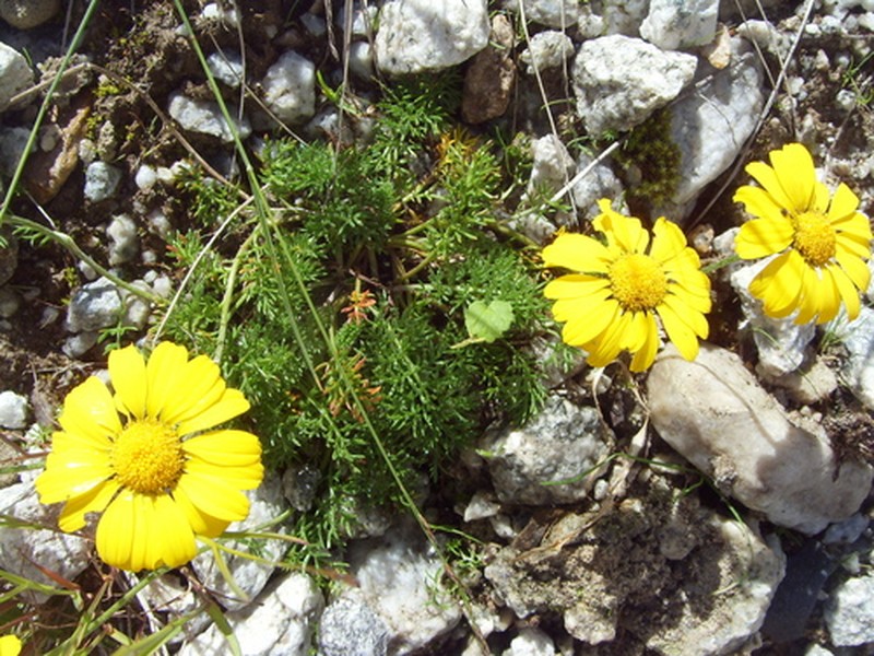 Archanthemis marschalliana subsp. marschalliana photo 2