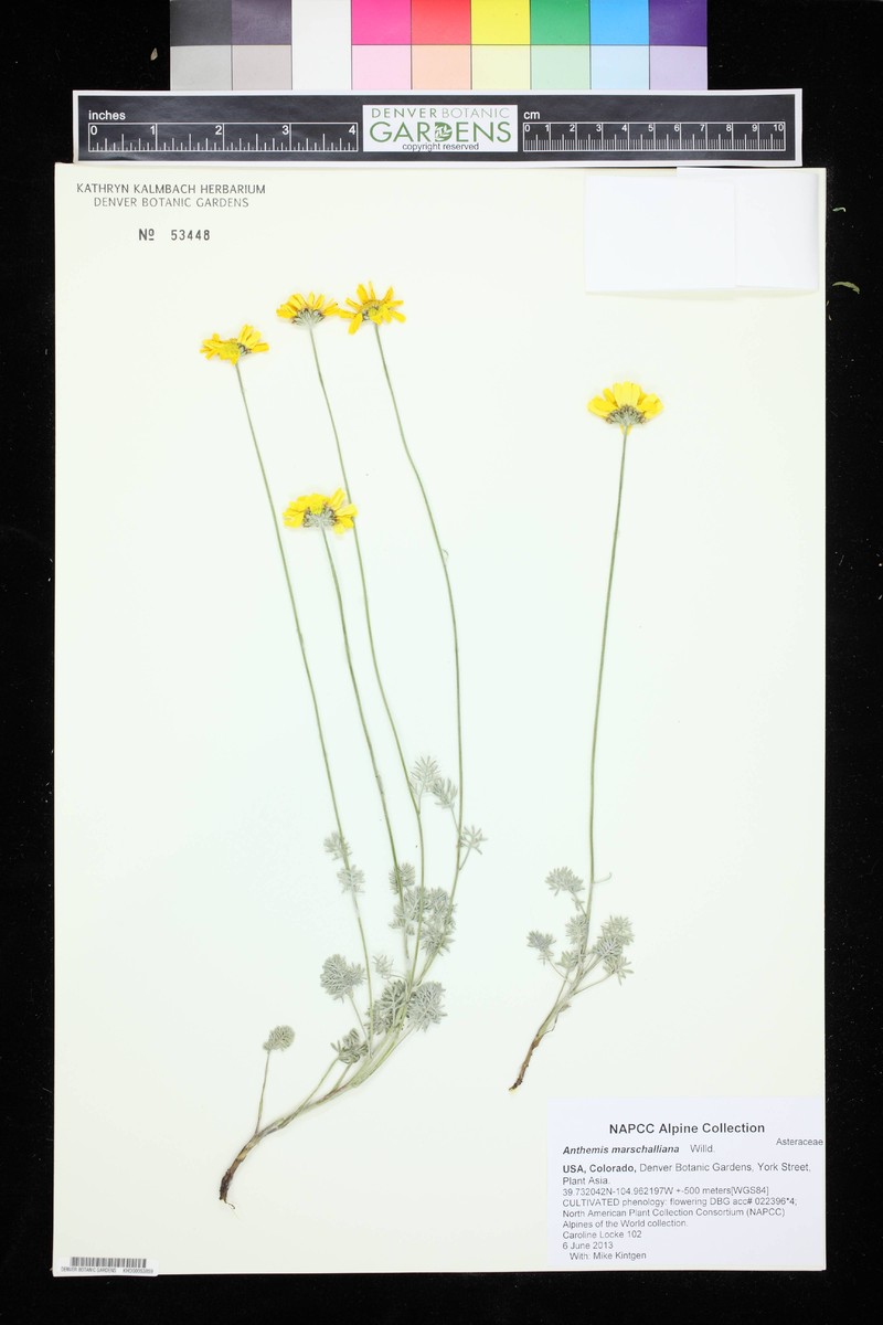 Archanthemis marschalliana subsp. marschalliana photo 3