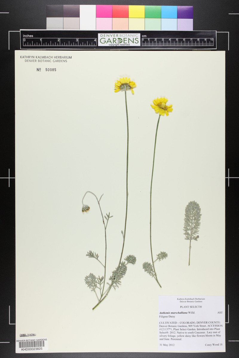 Archanthemis marschalliana subsp. marschalliana photo 4