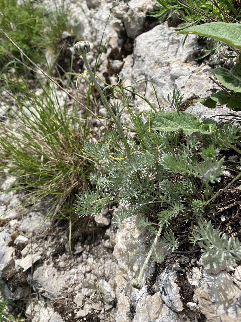 Archanthemis marschalliana subsp. pectinata
