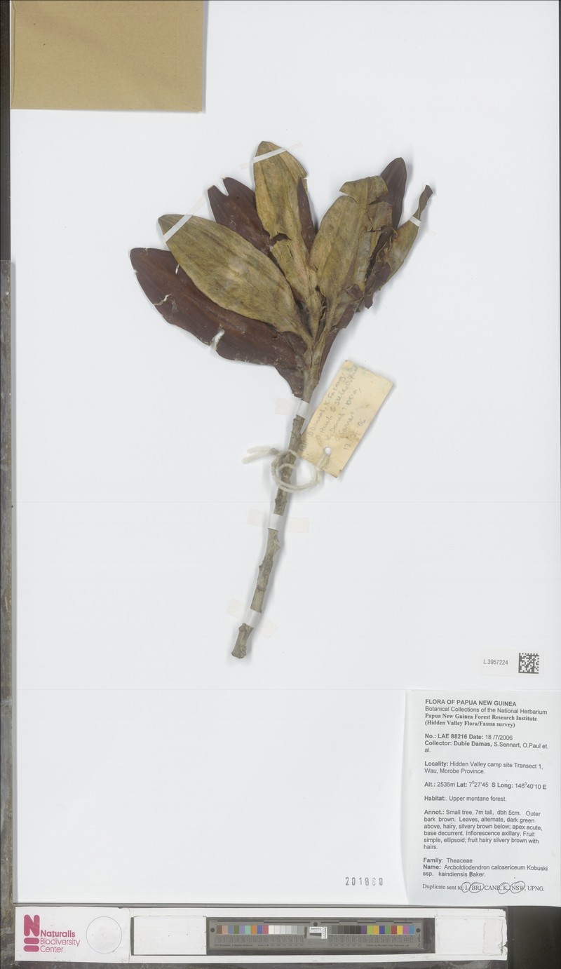 Archboldiodendron calosericeum